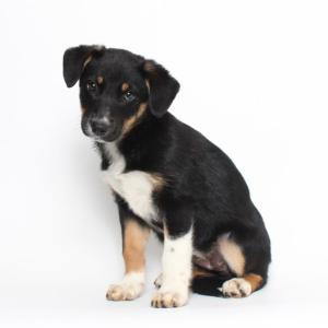 "Sparrow," a native of Mississippi, made a similar trek to Maine last month through Coastal Humane Society & Lincoln County Animal Shelter’s Rescue Program and was adopted. The 50 puppies going up for adoption at Puppy Riot on June 16 are mixed breeds. The puppies will be available for adoption at Coastal Humane Society in Brunswick and at Lincoln County Animal Shelter in Edgecomb. Courtesy photo