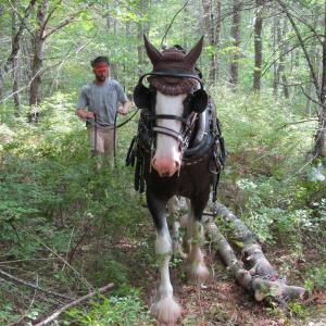 Horse logging. Courtesy photo