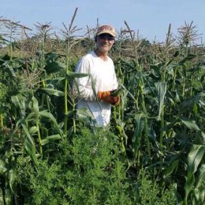 Alain Olivier gleans corn at Clark Farm in Nobleboro. Courtesy of Julie Tenan
