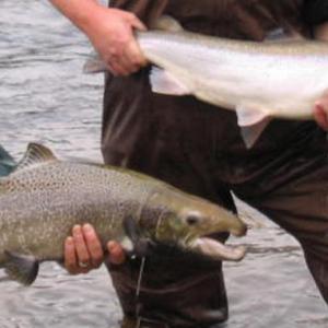 Learn about Maine’s Atlantic salmon and projects to support them in the Kennebec and Sheepscot rivers on Aug. 29 at the Bath Freight Shed. Photo by Garrison Beck