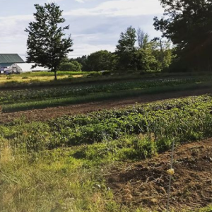 MOFGA certified Tarbox Farm on Westport Island is also home to Sasanoa Brewery. Courtesy photo