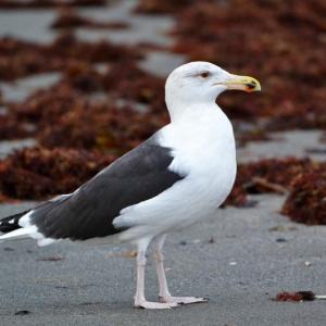 Great black-backed Gull