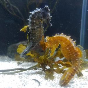 Seahorses at the Maine State Aquarium. Courtesy of Elaine Jones