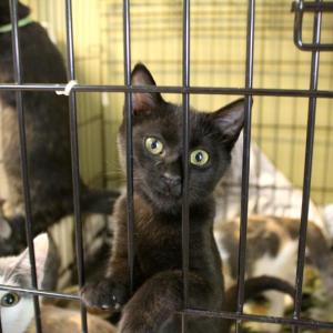 Minnie the kitten is going up for adoption with 19 other litter mates at the Brunswick Campus of Midcoast Humane, after being displaced during Hurricane Florence. Courtesy photo