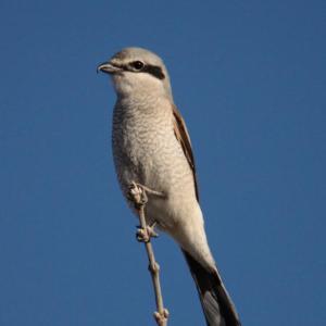 The Northern Shrike is a predatory songbird that winters in the northern United States. DRA is hosting a bird walk in search of Northern Shrike on Dec. 1. D. Faulder photo