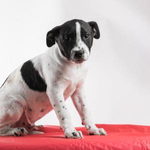 Puppy Fernando went up for adoption — and was quickly scooped up — at Home for the Holidays 2017. Midcoast Humane hosts their fifth annual Home for the Holidays Adoption Event Dec. 15 and 16 featuring over four dozen puppies as well as kittens, cats, dogs and small animals for adoption. Courtesy of Midcoast Humane