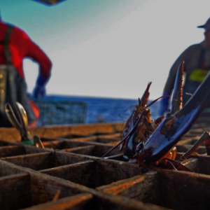A lobster reaches out of its crate on a fishing vessel in contested waters in the Bay of Fundy. "Lobster War" film photo