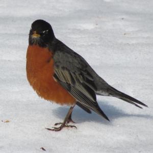 American robin, Jeff and Allison Wells, Boothbay Register, #bird-column