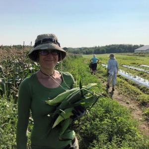 Lincoln County Gleaners volunteers harvesting corn from a local farm. Courtesy of Healthy Lincoln County