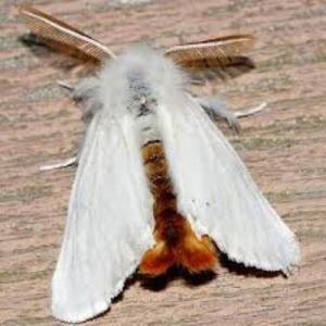 A Browntail moth. Courtesy of Midcoast Conservancy
