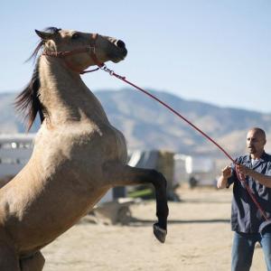 “The Mustang” plays this week at the Harbor Theater. Courtesy of the venue