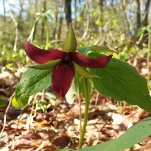 Red trillium. Courtesy of Kristin Pennock