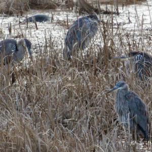 Four juvenile great blue herons. These birds will be the topic of the second lecture in the series. Stacey Keefer photo