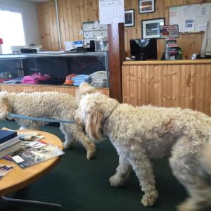 Wiscasset Airport Advisory Committee member Pam Brackett's golden doodles wag their tails as Isadora Brackett, left, leads Poet Frances around on the leash before the panel’s June 19 meeting. SUSAN JOHNS/Wiscasset Newspaper
