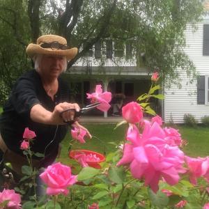 Wiscasset's Terry Heller deadheads in her rose garden along Federal Street June 29. SUSAN JOHNS/Wiscasset Newspaper