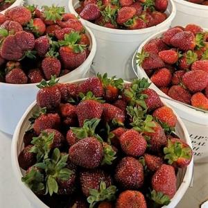 The fruit of the season, available by the bucket or quart sized, or served up in yummy strawberry shortcakes. Festival Facebook photo
