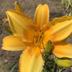 This “Alna Pride” Barth daylily the late Joseph Barth developed in Alna was in bloom recently at Alna’s new town office. SUSAN JOHNS/Wiscasset Newspaper