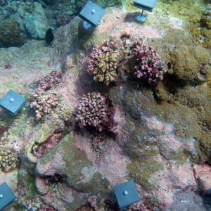 An experiment in Palmyra Atoll National Wildlife Refuge collects coral larvae, allowing researchers to enumerate the number of baby corals settling on a reef. Recent research shows that corals are establishing new reefs in temperate regions as they retreat from increasingly warmer waters at the equator. Courtesy of Nichole Price/Bigelow Laboratory for Ocean Sciences
