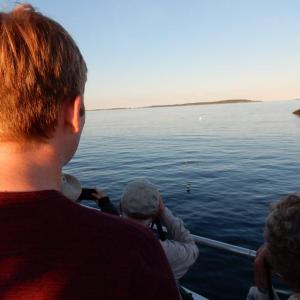 Puffins, Boothbay Register, Allison Wells