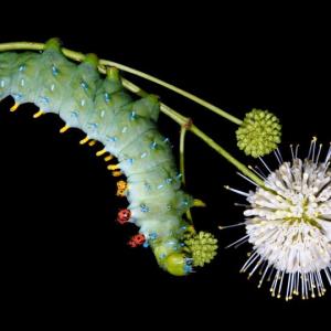 Coastal Maine Botanical Gardens will host educator and nature photographer Samuel Jaffe and The Caterpillar Lab, July 25-29. Courtesy of CMBG