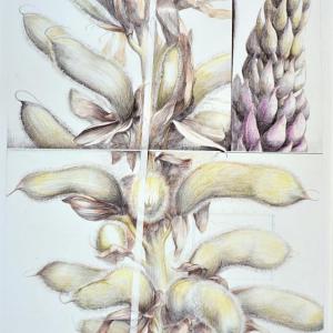 Brenda Bettinson