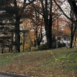 Plans call for planting 2,000 daffodils on the Wiscasset common Nov. 5. Courtesy of Terry Heller