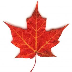 Leaf scan by Mike Leonard.