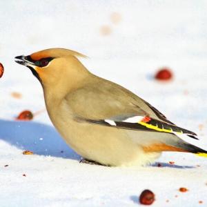 A Bohemian waxwing. Courtesy of Mid-Coast Audubon