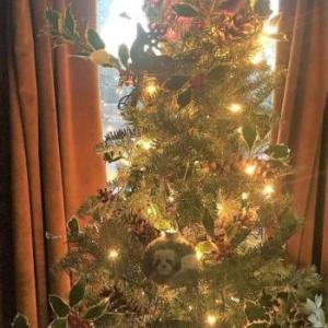 Yule tree 2018. File photo