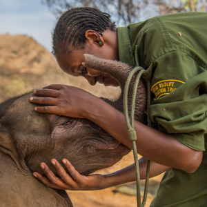 The short film “The Guardian Elephant Warriors of Reteti” introduces viewers to the first ever community-owned and run elephant sanctuary in Africa. See this film and others March 2 at the Lincoln Theater. Courtesy of Hannah McGhee