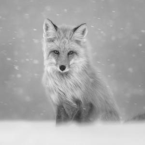 2020 Maine Photography Show’s Best in Show: “Winter Fox” by Mike Cullivan of Scarborough. Courtesy of MPS Mike Cullivan