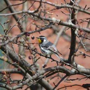 #bird-column, #boothbayregister
