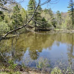 Looking across Holbrook’s Pond from Route 1. PHIL DI VECE/Wiscasset Newspaper