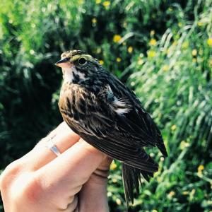 Maeve McGowan holds a Savannah sparrow while doing field work in Vermont. Maeve McGowan photo