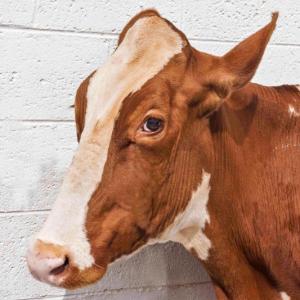 Basics of Livestock Photography is one of the many activities being offered through the University of Maine Cooperative Extension 4-H summer program.