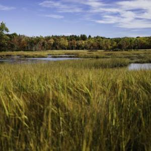 Zak Preserve, one of BRLT’s 26 public nature preserves, provides access to year-round outdoor recreation on over 200 acres of conserved land including fields, wetlands, and tidal marsh that serves as habitat to a wide variety of birds as well as other wildlife. Courtesy of BRLT