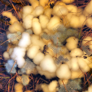 A spotted salamander is surrounded by eggs that contain a symbiotic alga during a spring egg-laying event. New research reports that the eggs compete with the algae to assimilate carbon from their surroundings – a finding that could inform similar processes in the dark ocean. Ryan Kerney/Gettysburg College photo