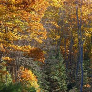 Oak Point Farm and Saunders Preserve are both posted no hunting and are a good option for hikers during hunting season. Courtesy of BRLT