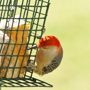Red-bellied woodpecker by Don Reimer
