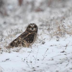 #bird-column, #boothbay-register, #wiscasset-register, #Jeff-and-Allison-Wells, #Maine, #birds