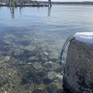 Clear water Feb. 13 on the Wiscasset waterfront shows what lies beneath. SUSAN JOHNS/Wiscasset Newspaper