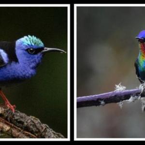 Two beautiful examples of the more than 350 bird species seen in 10 days. Courtesy of Doug Hitchcox