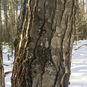 LISA KRISTOFF/Boothbay Register
