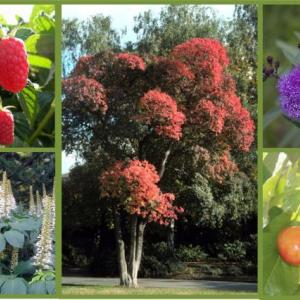 A few of this year’s new offerings (clockwise from top left): Eden red raspberry, American smoketree (Cotinus obovatus), Smooth ironweed (Vernonia fasciculata), WhiteGold self-pollinating sweet cherry, summer blooming Bottlebrush buckeye (Aesculus parviflora). Courtesy photo