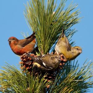 Have you seen new and beautiful finches like these Crossbills this winter? Courtesy of Tom Johnson