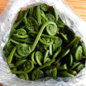 A bag of fiddleheads. Courtesy of University of Maine Cooperative Extension