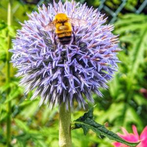 KELT is pleased to welcome Kalyn Bickerman-Martens to share more about the state-wide citizen science effort, the Maine Bumble Bee Atlas on Thursday, March 18 at 6 p.m. over Zoom. Registration required. Courtesy of Maine Bumble Bee Atlas