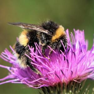 A bumblebee on a flower. Courtesy of the University of Maine Cooperative Extension