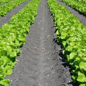 A seven-session online course for aspiring farmers begins March 29. University of Maine Cooperative Extension photo