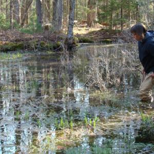 Dr. Aram Calhoun wades into a vernal pool. Courtesy of Coastal Rivers